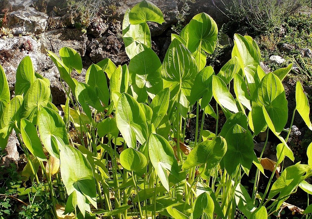 Šípatka - sagitaria latifolia