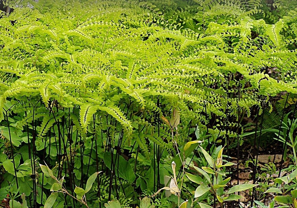 Adianthum  pedatum - kapradina, netík