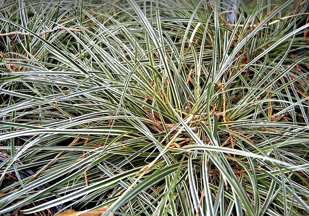 Nízká dekorativní ostřice - Carex conika Hime Kansugi