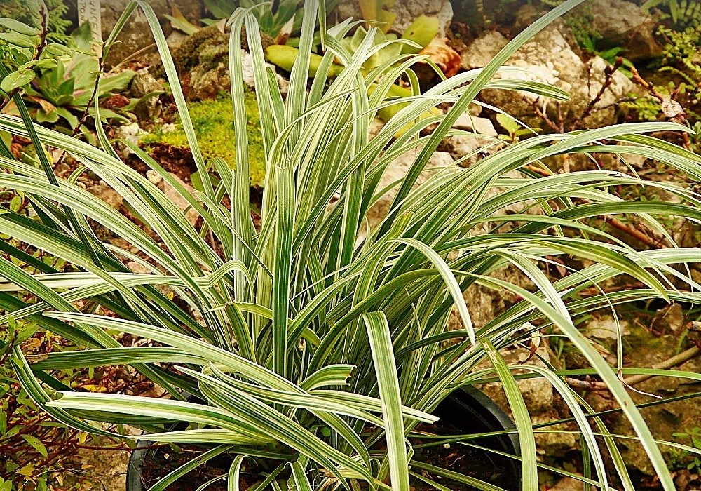 Ophipogon planiscapus  Variegata, barevný sedoulek