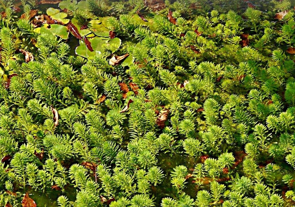 Stolístek - Myriophyllum aquaticum