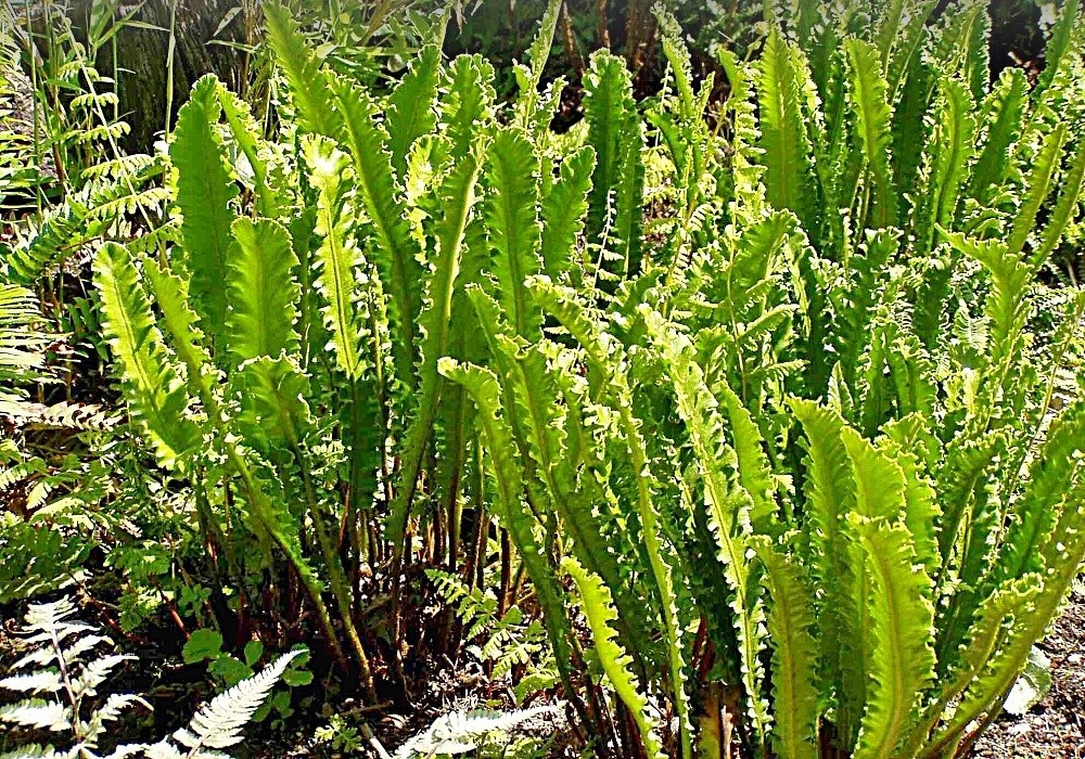 Phyllitis scolopendrium Undulatum - jelení jazyk