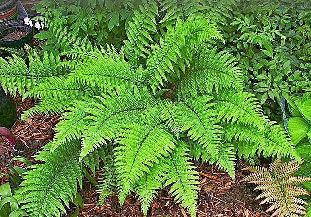 Athyrium Felix-Femina - papratka samičí, kapradina