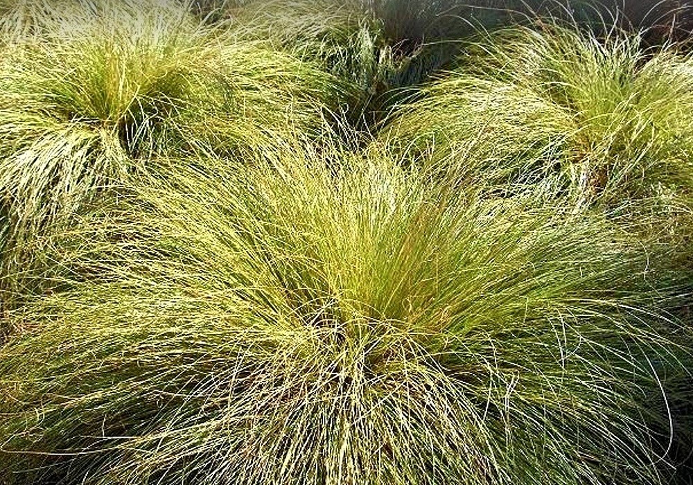 Carex comans Frosted Curls - ostrice