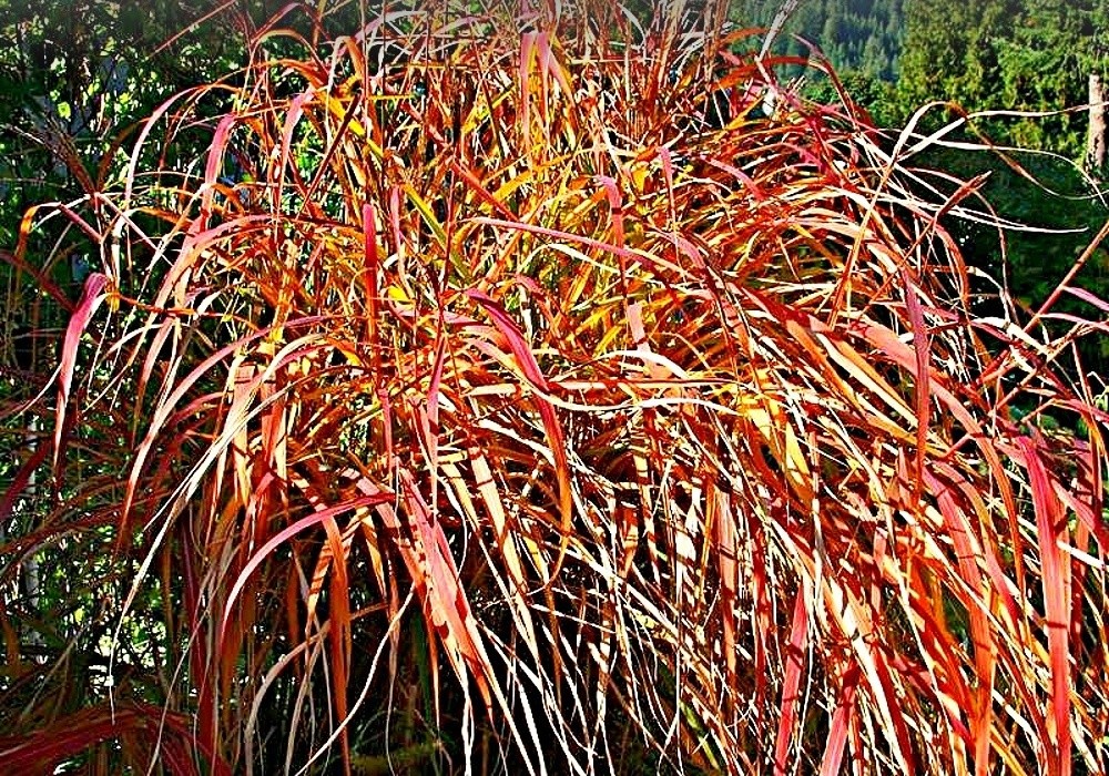 Miscanthus purpurascens, purpurový miskantus koncem léta