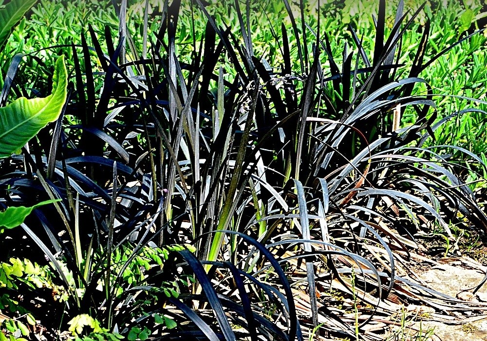 Ophiopogon planiscapus Nigrescens, černá tráva, sedoulek