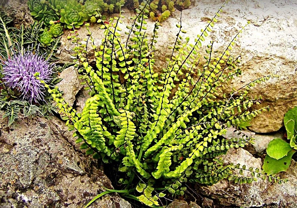Kapraď - asplenium trichomanes, sleziník