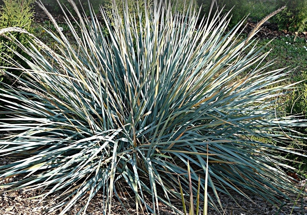 Elymus arenarius - pýrovník, ječmenice - výborná na zpevnění svahů