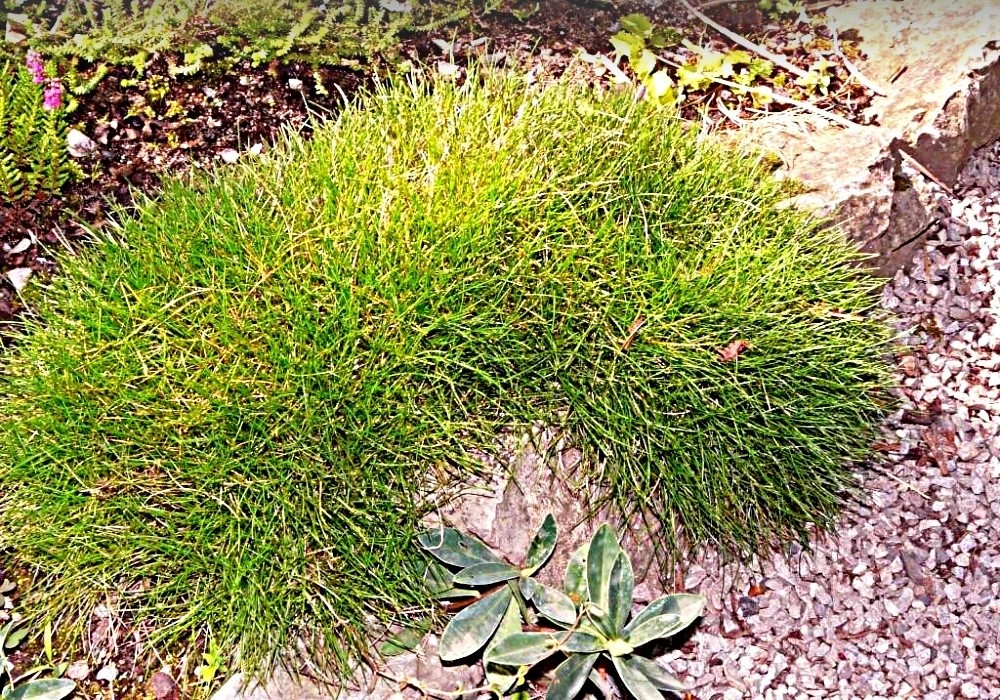 Festuca scoparia Pic Carlit - kostřava medvědí