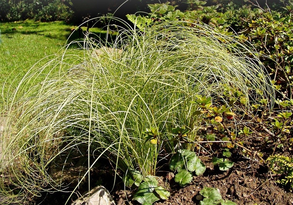 Carex comans Frosted Curls - ostřice