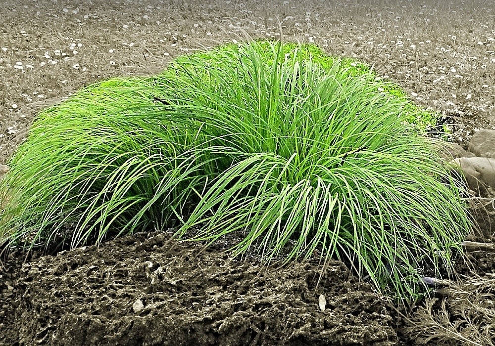 Carex montana - ostřice