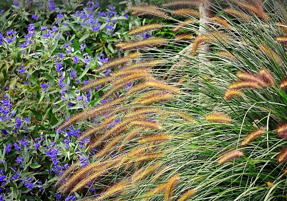 Kvetoucí Pennisetum compressum (vousatec, dochan), v pozadí modrý ořechoplodec