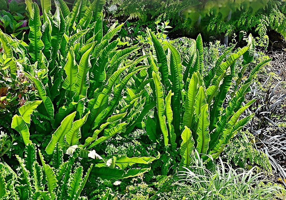 Phyllitis scolopendrium Undulatum - kapradina, jelení jazyk