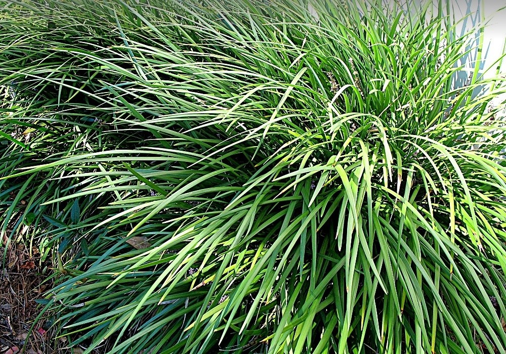 Ophiopogon japonicum - zelený sedoulek
