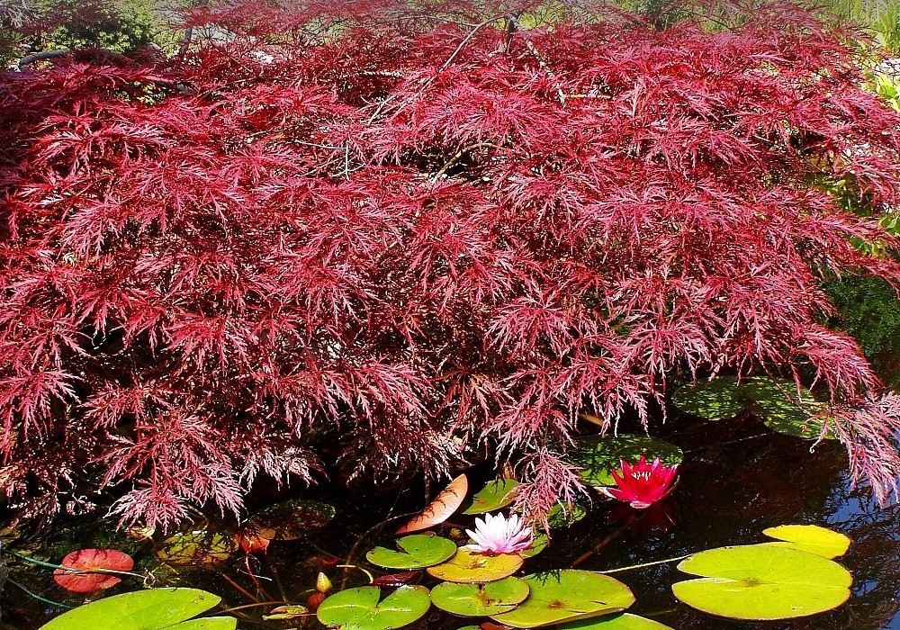Javor - Acer palmatum disectum Atropurpurea na břehu jezírka