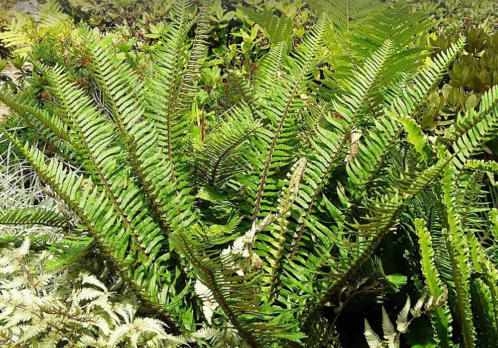 Kapradina - Polystichum polyblepharum