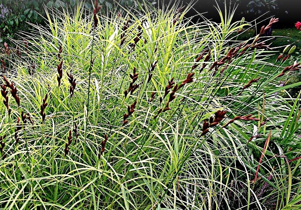 Vlkomilná ostřice, Carex muskingumensis