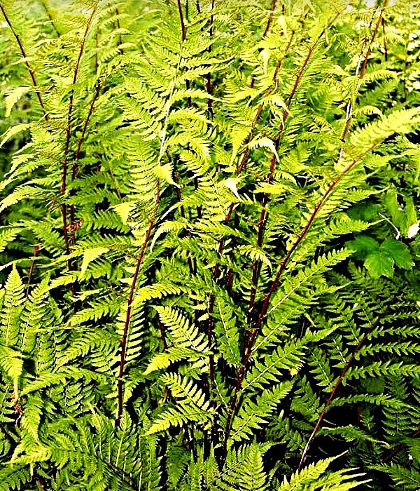 Athyrium Lady in Red - papratka
