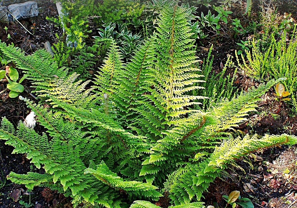 Polystichum setiferum  Plumosum Densum - nádherná kapradina hrálovitá