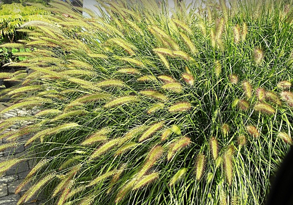 Pennisetum compressum - vousatec, dochan