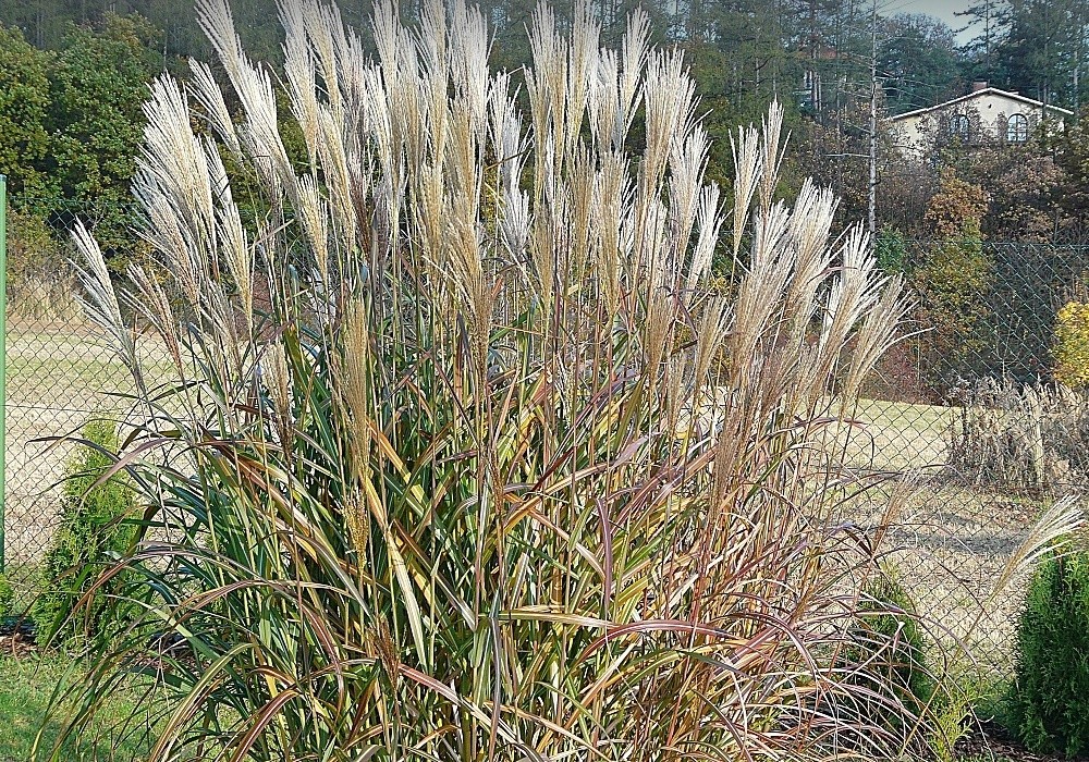 Miscanthus Gigantheus, miskantus koncem léta