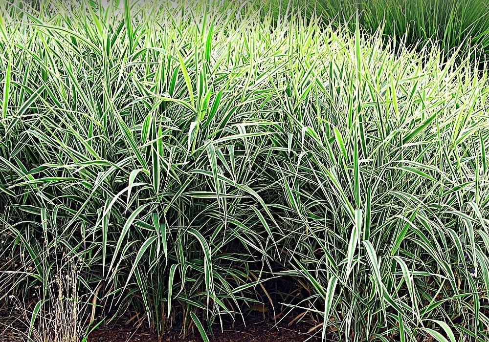 Phalaris arundinacea Picta - lesknice, velmi rozpínavá ale vítaná tam, kde je potřeba rychle nechat něco zarůst