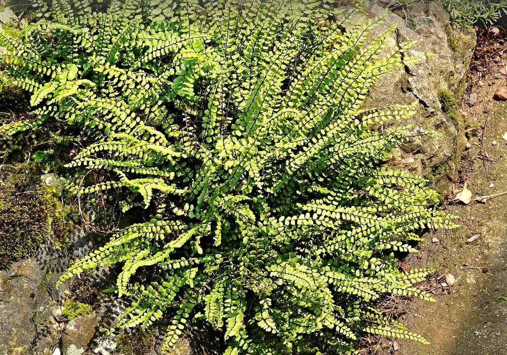 Sleziník, kapradina - asplenium trichomanes
