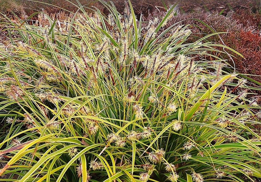 Časné jaro - Carex morrowii Variegata