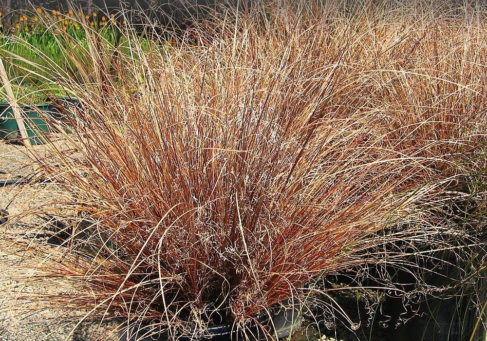 Carex buchananii, kostřava
