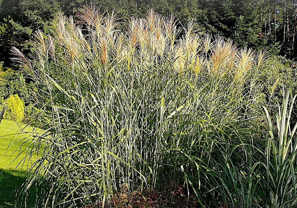 Miscanthus sinensis Rotsilber, ozdobnice, miskantus