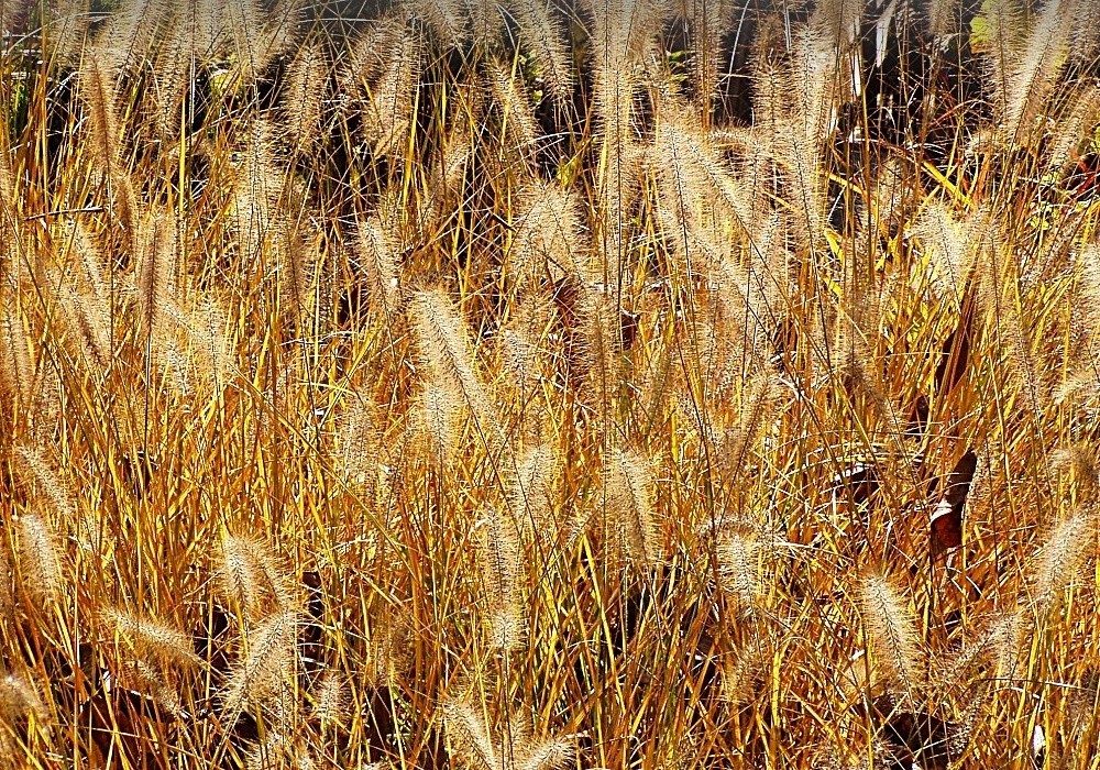Podzimní krása - pennisetum compressum