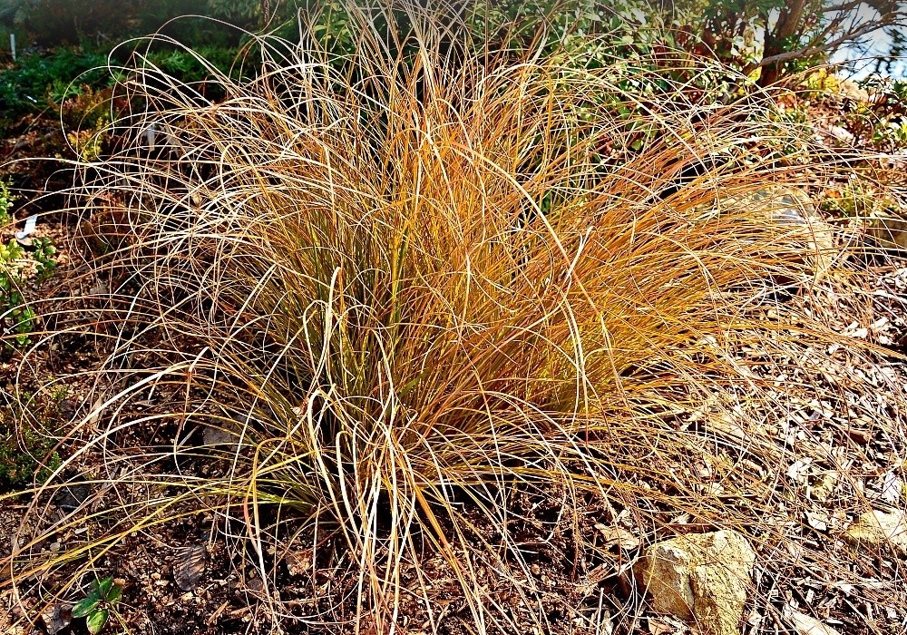 Carex testacea Prairie Fire - ostřice