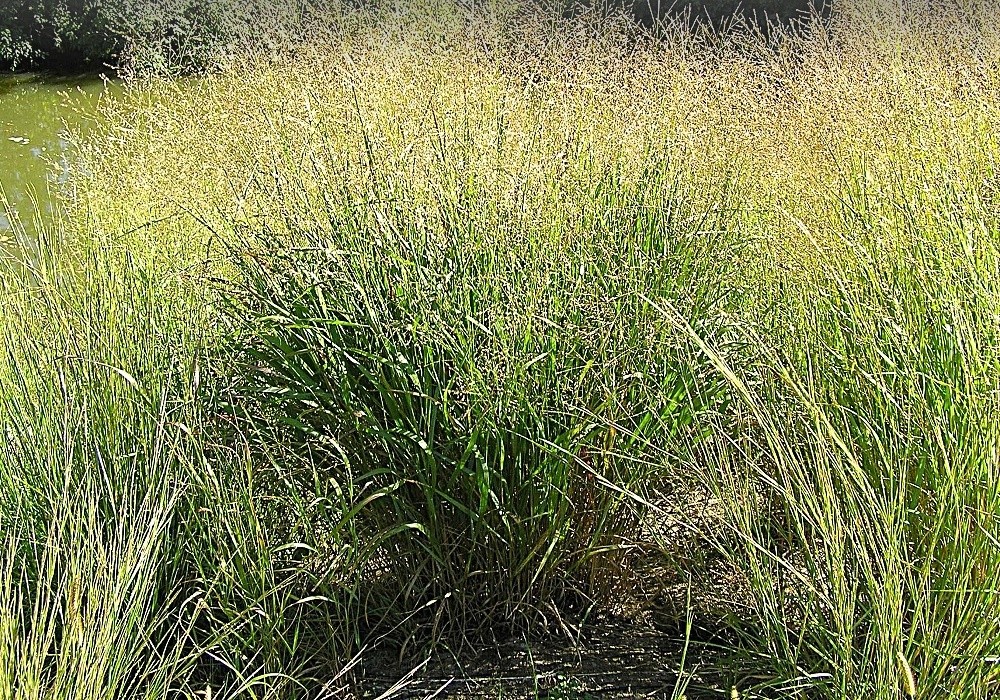 Panicum virgatum Strictum,  proso