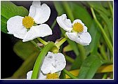 Sagitaria sagittifolia - květ šípatky 