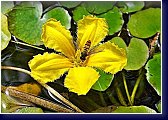 Nymphoides peltata - plavín, květ v detailu 
