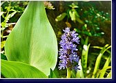 Pontederia  - modráska, vodní kráska s dlouhou dobou kvetení 