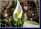 Lysichiton camtschatcensis - lysichiton, kapsovec kamčatský rostlina do vlhka 