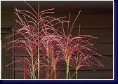 Miscanthus sinensis Meleparthus - miskantus s perfektními rudými květy 