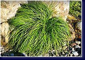 Ostřice - Carex caryophyllea The Beatles 