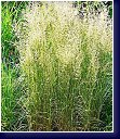 Calamagrostis acutiflora Overdam, třtina - koncem léta s latami květů je nádherná 