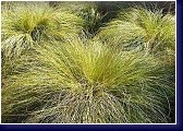 Carex comans Frosted Curls - ostrice 