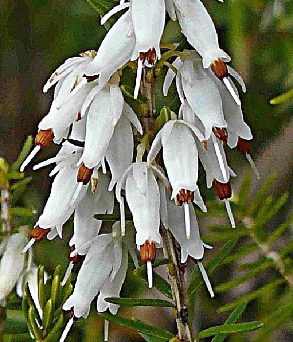 Erica carnea  Snow Queen - vřesovec (1)
