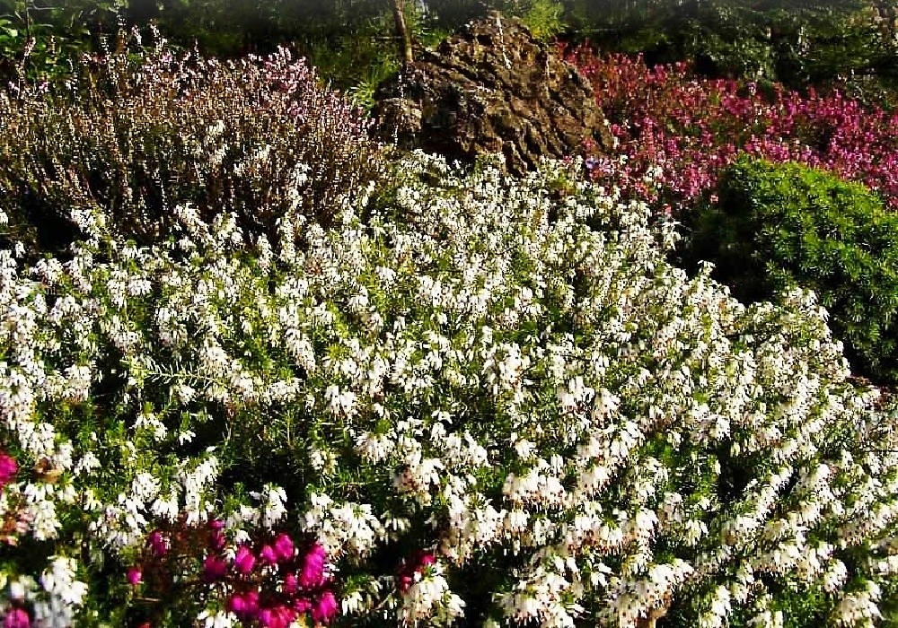 Erica carnea ve výsadbě