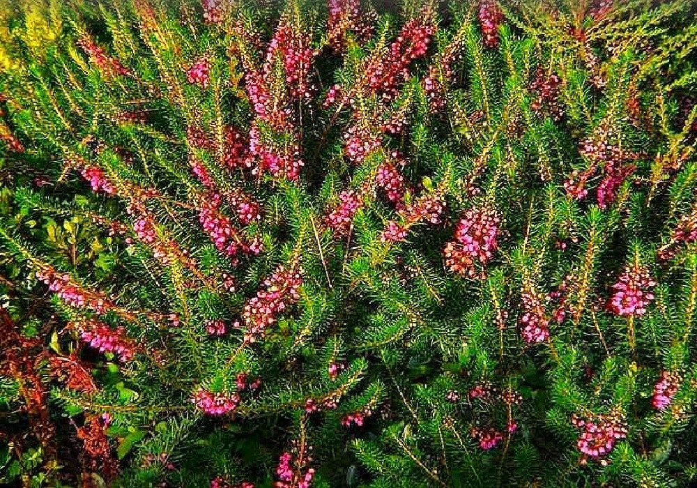 Erica vagans Mrs. D. F. Maxwell - vřesovec