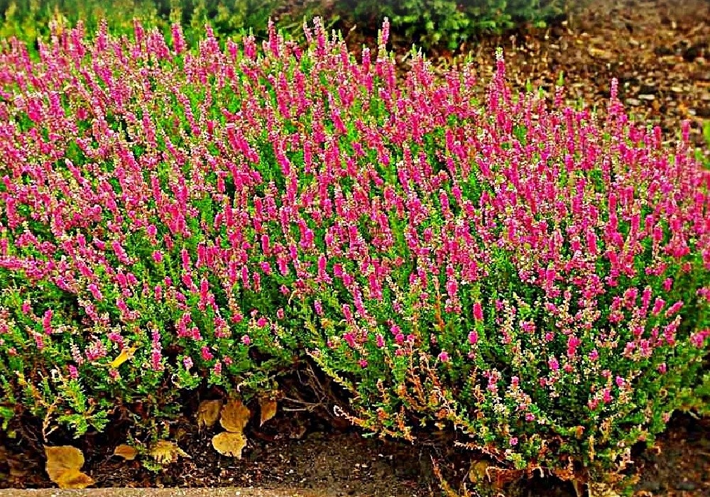 Calluna vulgaris Dark Star - vřes