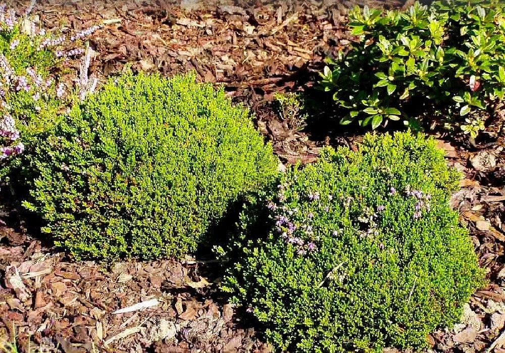Foxii Nana, calluna vulgaris - kulovitě rostoucí vřes