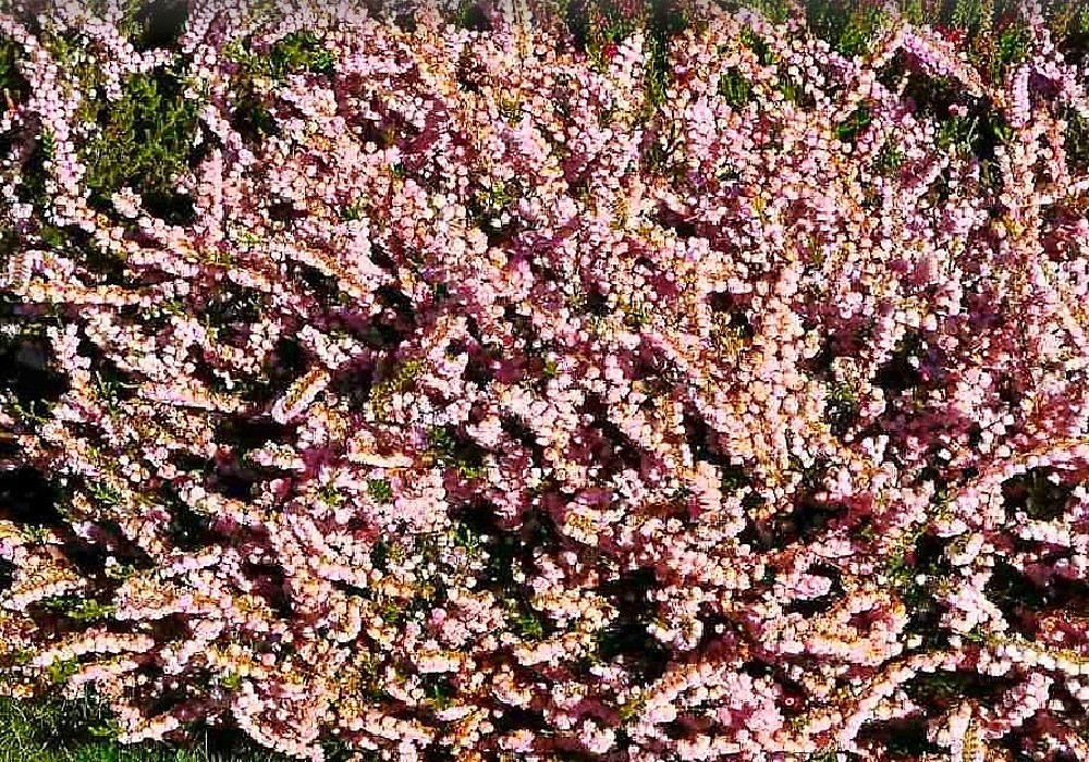 Calluna vulg.  Sister Anne, vřes