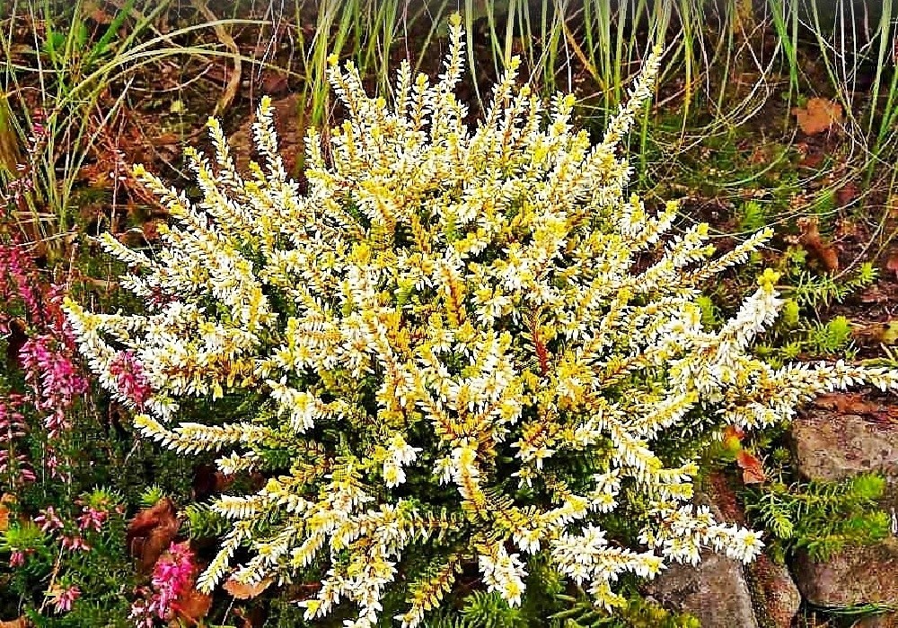 Sp. 13, calluna vulgaris 2